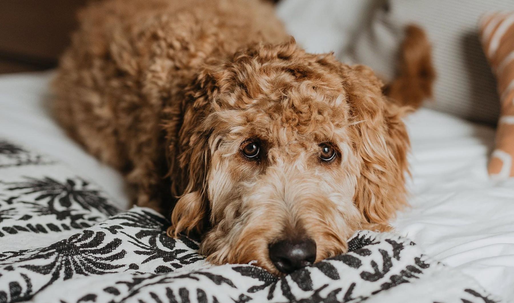 We welcome all your furry friends a dog lying on a bed looking